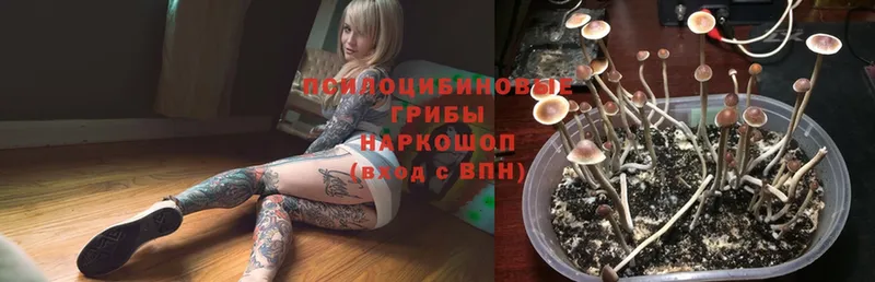 площадка телеграм  OMG как зайти  Лебедянь  Галлюциногенные грибы Psilocybe 